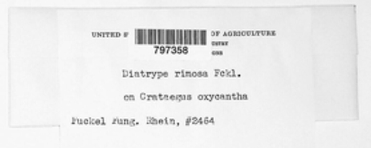 Diatrype rimosa image